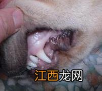 一例犬瘟热的诊断与治疗过程 犬瘟热的病例及治疗