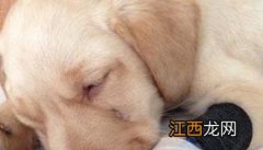 犬瘟热的治疗方法及其注意事项 犬瘟热的治疗方法及用药