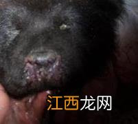 犬瘟热的治疗方法及其注意事项 犬瘟热的治疗方法及用药