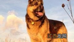 犬肾炎症状 肉犬急性肾炎的犬病治疗方法