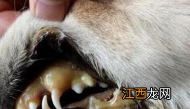 狗钩端螺旋体病症状表现及治疗方法 狗钩端螺旋体病症状及临床表现