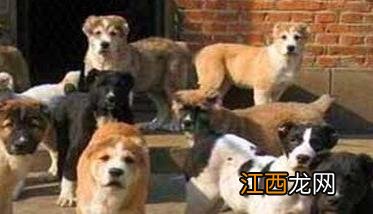 肉犬有哪些品种，肉犬养殖和管理有哪些要求