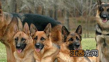 肉犬有哪些品种，肉犬养殖和管理有哪些要求