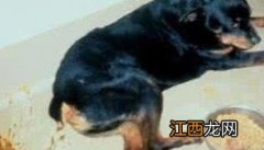 犬冠状病毒症状，犬冠状病毒怎么治疗