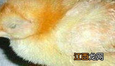 家禽沙门氏菌有什么症状,感染后怎么治疗?