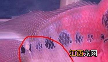 鱼肠炎的症状及治疗方法,鱼肠炎用什么药效果