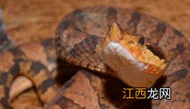 五步蛇泡酒配方