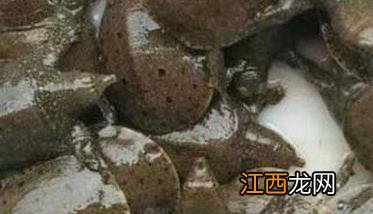 稚鳖养殖技术 稚鳖的养殖密度多少合适