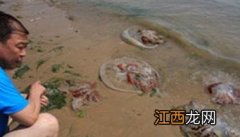 海蜇能蜇死人吗?如何预防被蜇伤 海蜇能毒死人吗