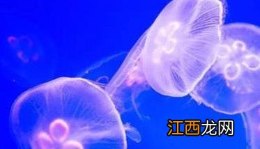 海蜇是水母吗?海蜇和水母的区别 海蜇是水母吗?海蜇和水母的区别在哪