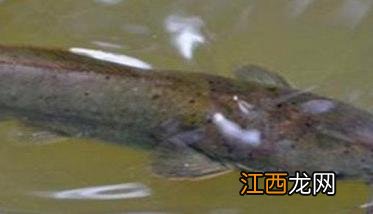 革胡子鲶鱼养殖视频 革胡子鲶鱼一年可以长多大