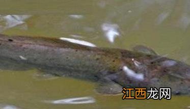 革胡子鲶鱼养殖视频 革胡子鲶鱼一年可以长多大