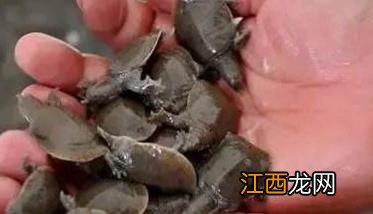 甲鱼孵化需要什么条件，如何做好甲鱼孵化管理