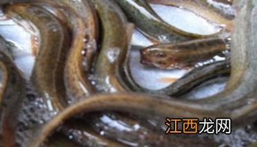 泥鳅生物学特性 泥鳅生物学特性是什么