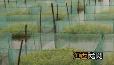 黄鳝网箱养殖方法 黄鳝网箱养殖新技术试验及其启示