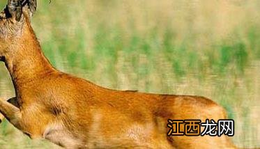 狍子养殖－狍子图片 狍子的养殖技术