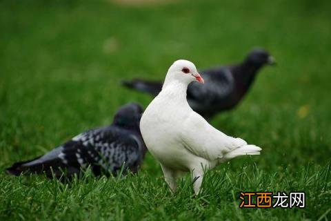 适合楼房养殖的项目 楼房适合养殖什么