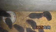 竹鼠幼崽死亡率高该怎么办 竹鼠幼崽怎么养