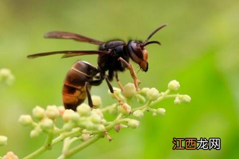 中国有多少种毒蜂 中国毒蜂种类