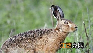 野兔的生活习性和特点 野兔的生活特征和生活方式