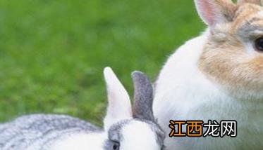 兔痘怎么治,兔痘的防治要点与预防方法