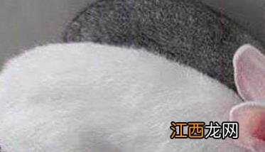 母兔的妊娠期为多少天 母兔的妊娠期为多少天呢