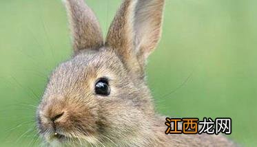 空怀母兔是什么意思 空怀母兔是什么意思啊