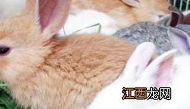 春季兔子易患哪些疾病,如何加强饲养管理