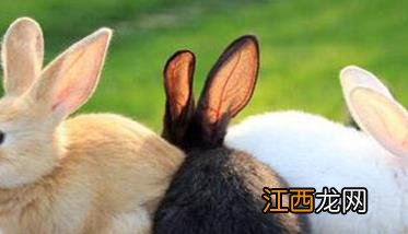 春季兔子易患哪些疾病,如何加强饲养管理