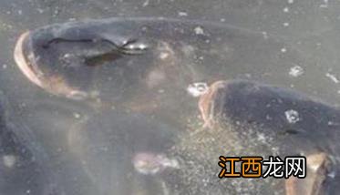 花鲢与白鲢的区别有哪些 花鲢和白鲢有什么区别?