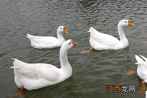 鹅的品种哪种品种好 鹅的品种
