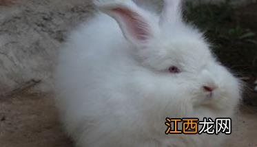 春季长毛兔高效养殖新技术 长毛兔养殖效益