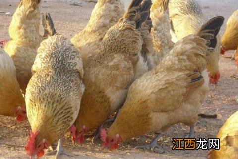 肉鸡品种 肉鸡品种图片