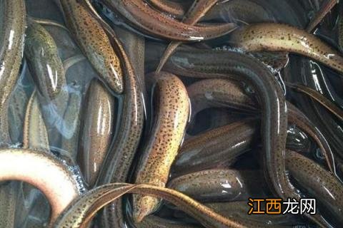 黄鳝人工繁殖及苗种培育技术 黄鳝的人工繁殖与苗种培育