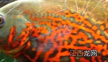 地图鱼到底能长多大、吃什么长得快 地图鱼能长多大?