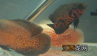 地图鱼到底能长多大、吃什么长得快 地图鱼能长多大?