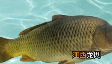 鲤鱼繁殖期在什么季节 鲤鱼公母的区别图片