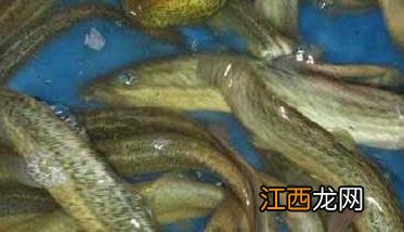 泥鳅繁殖和孵化技术视频 泥鳅繁殖和孵化技术