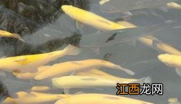 虹鳟鱼吃什么饵料 虹鳟鱼吃什么