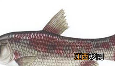 草鱼疾病防治 草鱼常见病和治疗方法