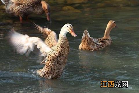 怎么分辨鸭子的品种 鸭子的品种
