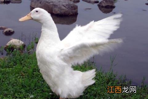 怎么分辨鸭子的品种 鸭子的品种