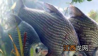 池塘主养鳊鱼产出分析 塘鲺鱼养殖成本分析