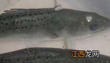 淡水养殖鲈鱼技术 鲈鱼高产人工养殖技术