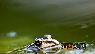 青蛙的生长过程 五步 青蛙的生长过程