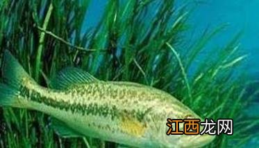 网箱养殖加州鲈鱼的方法与技术 网箱养殖加州鲈鱼的方法与技术图片