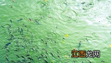 鱼浮头怎么办 下雨天鱼浮头怎么办
