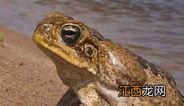 蟾蜍养殖基地图片 蟾蜍的养殖-蟾蜍图片