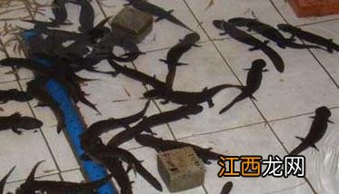 如何才能买到好的娃娃鱼苗？ 娃娃鱼种苗在哪里可以买到