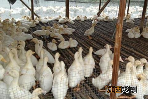 农场里有哪些动物 农场里有哪些动物生肖